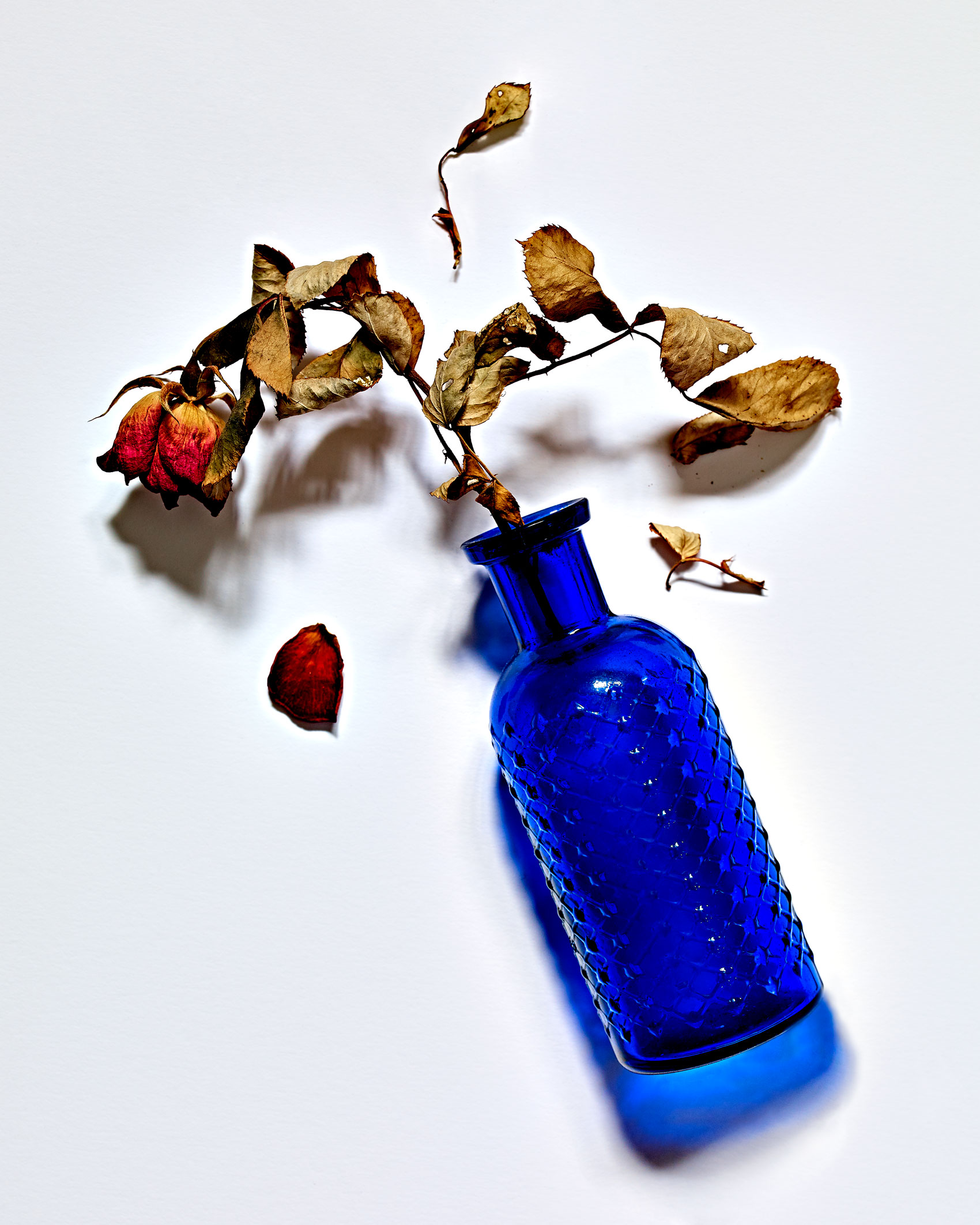 Dried Rose in a Blue Bottle