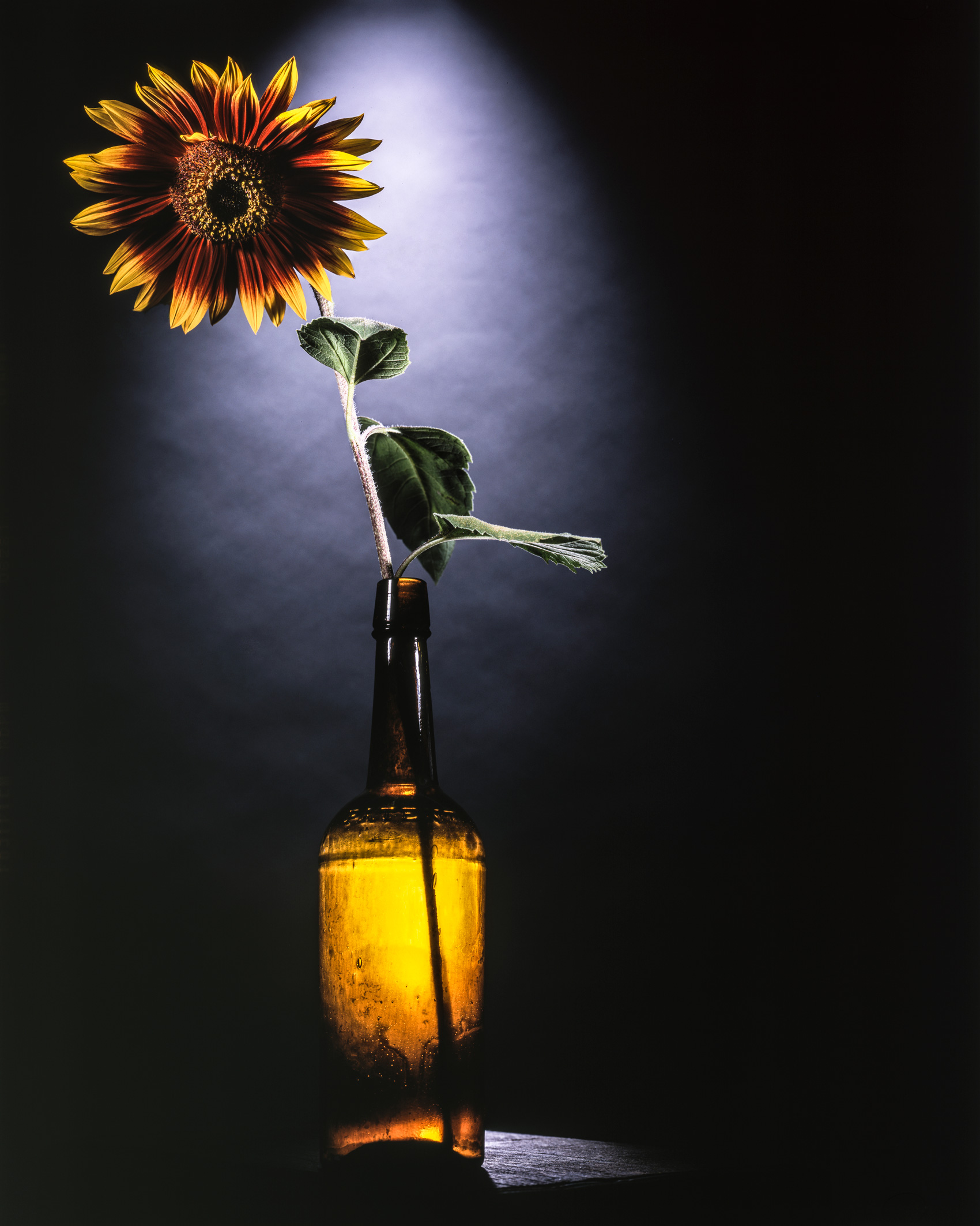 Red Sunflower in a Bottle