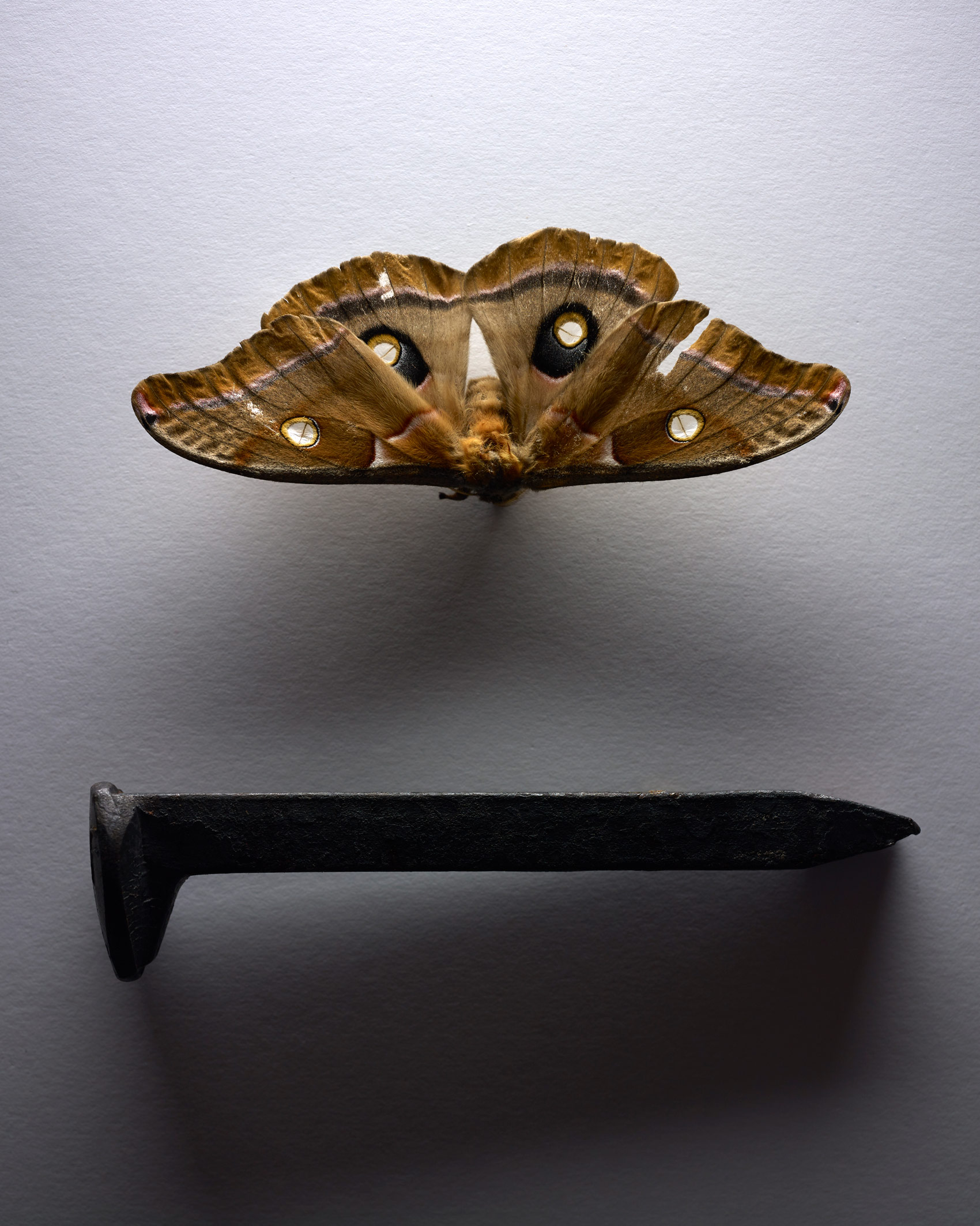 Silk Moth